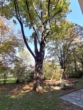 Garten rund um die Wohnung - Single‑, Pärchen- oder Anlage-Wohnung + Ruhe, Grünblick und Gartennutzung neben Palais Schönburg!