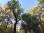 Garten rund um die Wohnung - Single‑, Pärchen- oder Anlage-Wohnung + Ruhe, Grünblick und Gartennutzung neben Palais Schönburg!